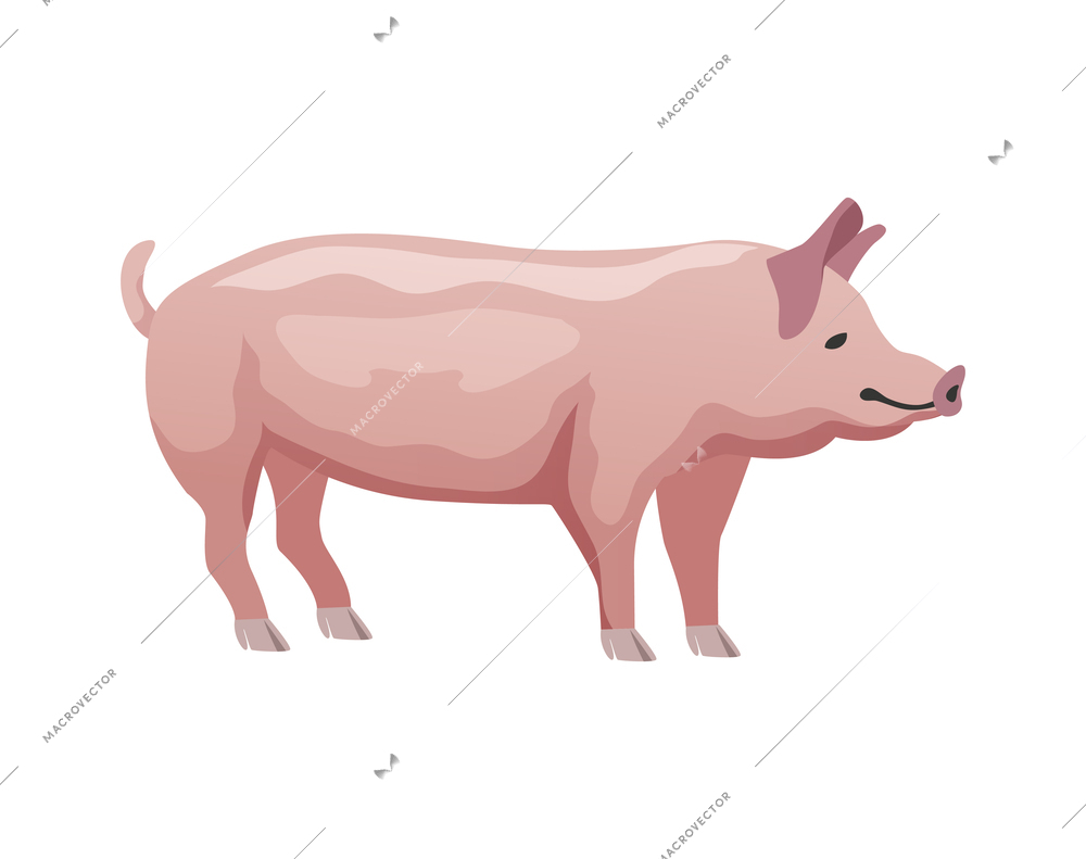 Flat pink pig on white background vector illustration