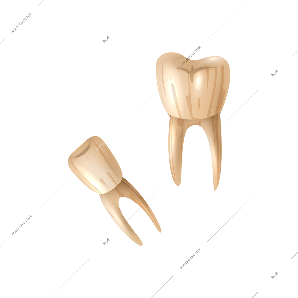 Realistic isolated human teeth for african voodoo occult practices vector illustration