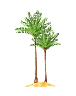 Cartoon palms on sandy beach on white background vector illustration