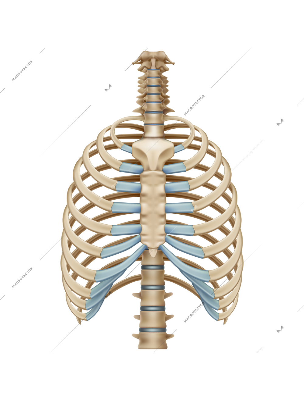 Realistic human chest bones on white background vector illustration