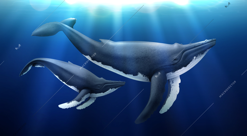 Whales under water illuminated by sunlight realistic blue background vector illustration