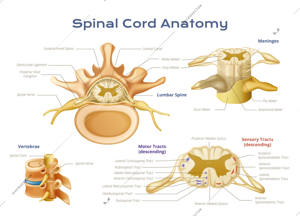 Vertebrae spinal cord anatomy infographics with scientific diagram of spine elements with pointers and text captions vector illustration