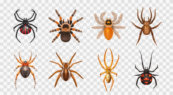 Realistic spiders transparent icon set with different types of spiders harmless and toxic vector illustration