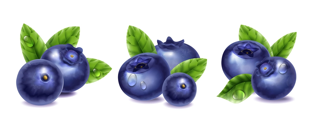 Fresh blueberry with water drops and green leaves realistic compositions set isolated vector illustration