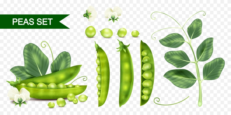 Realistic peas icons set with fresh beans and plants on transparent background isolated vector illustration