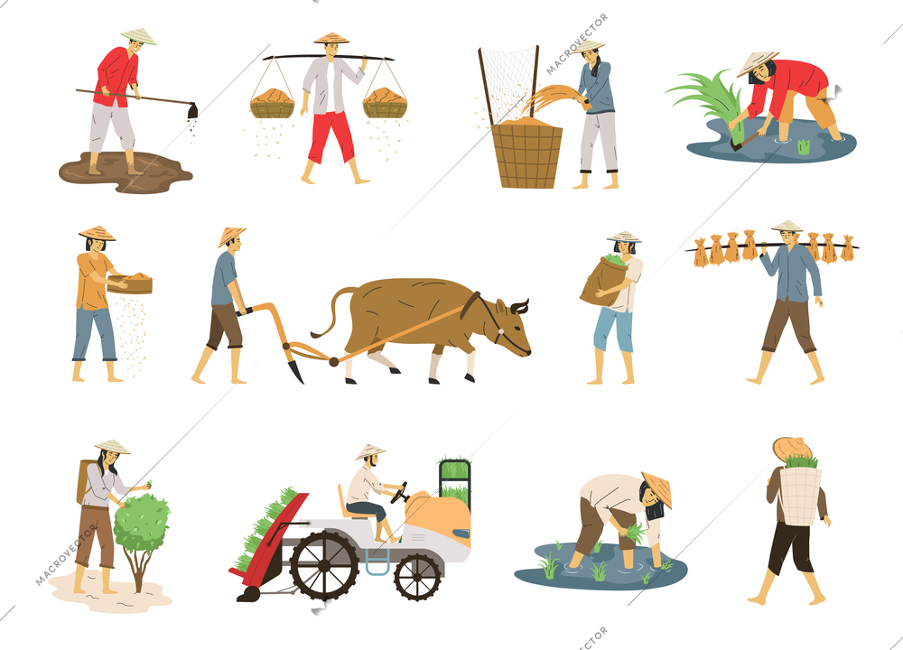 Asian farmers harvesting rice tea ploughing working on field flat set isolated vector illustration