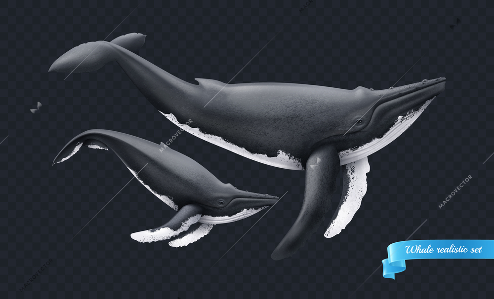 Big and small realistic whales on dark transparent monochrome background with inscription on blue ribbon vector illustration