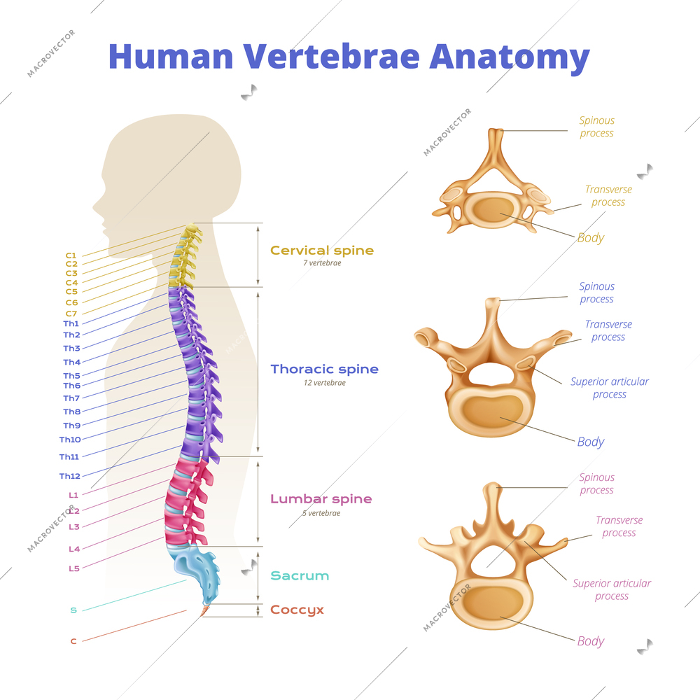 Vertebrae spinal cord anatomy infographics with diagram of color coded spine segments with editable text captions vector illustration