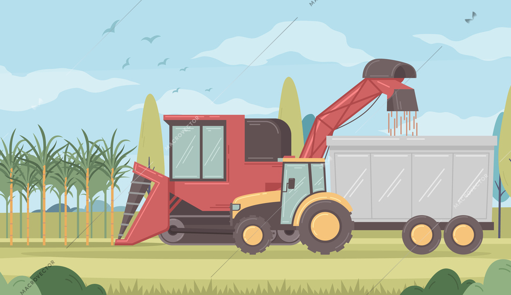 Sugar production cane harvesting process cartoon vector illustration