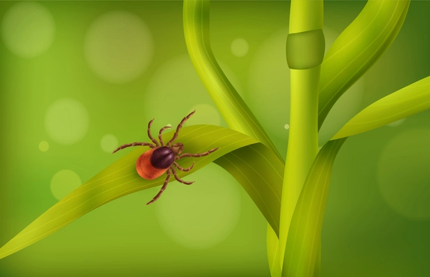 Realistic spider mite grass composition with insect crawling on blade of grass in the woods vector illustration