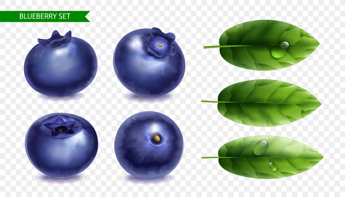 Blueberry realistic set with fresh berry from various angles and green leaves with water drops on transparent background isolated vector illustration