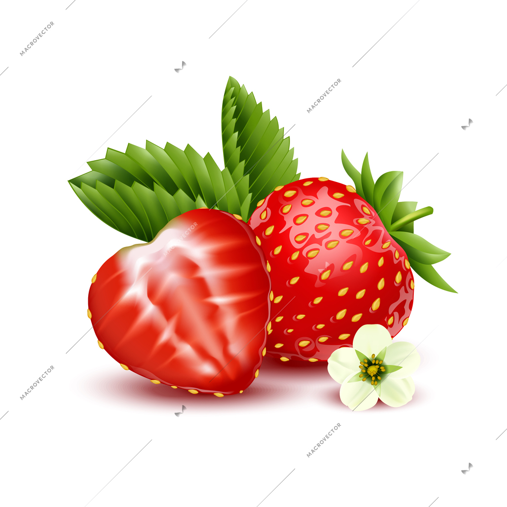 Strawberry realistic design concept with whole and half berries on white background isolated vector illustration