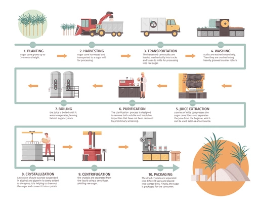 Sugar production stages from planting cane to packaging product cartoon infographics vector illustration