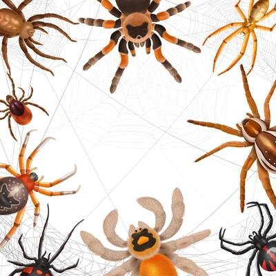 Realistic spiders frame with different types of spiders hanging on web on white background vector illustration