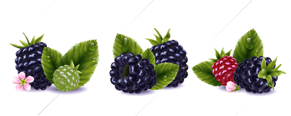 Blackberry realistic compositions set with fresh berries flowers and leaves with water drops isolated on white background vector illustration