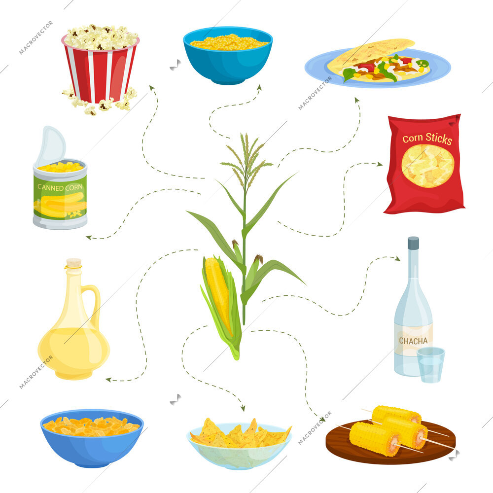 Corn products flat set with isolated images of served dishes drinks and oil combined in flowchart vector illustration