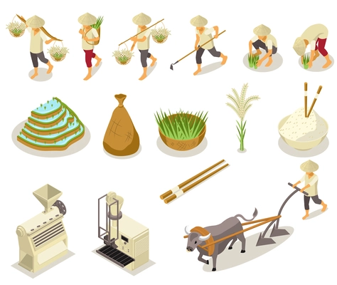 Rice production isometric set with isolated icons of gathering and cleaning tools with characters of workers vector illustration