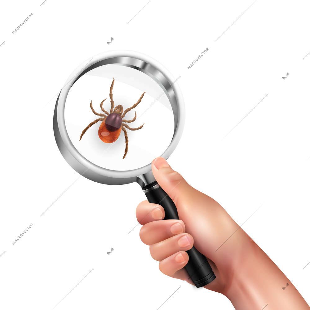 Realistic spider mite lens composition magnifying glass in a mans hand with mite vector illustration