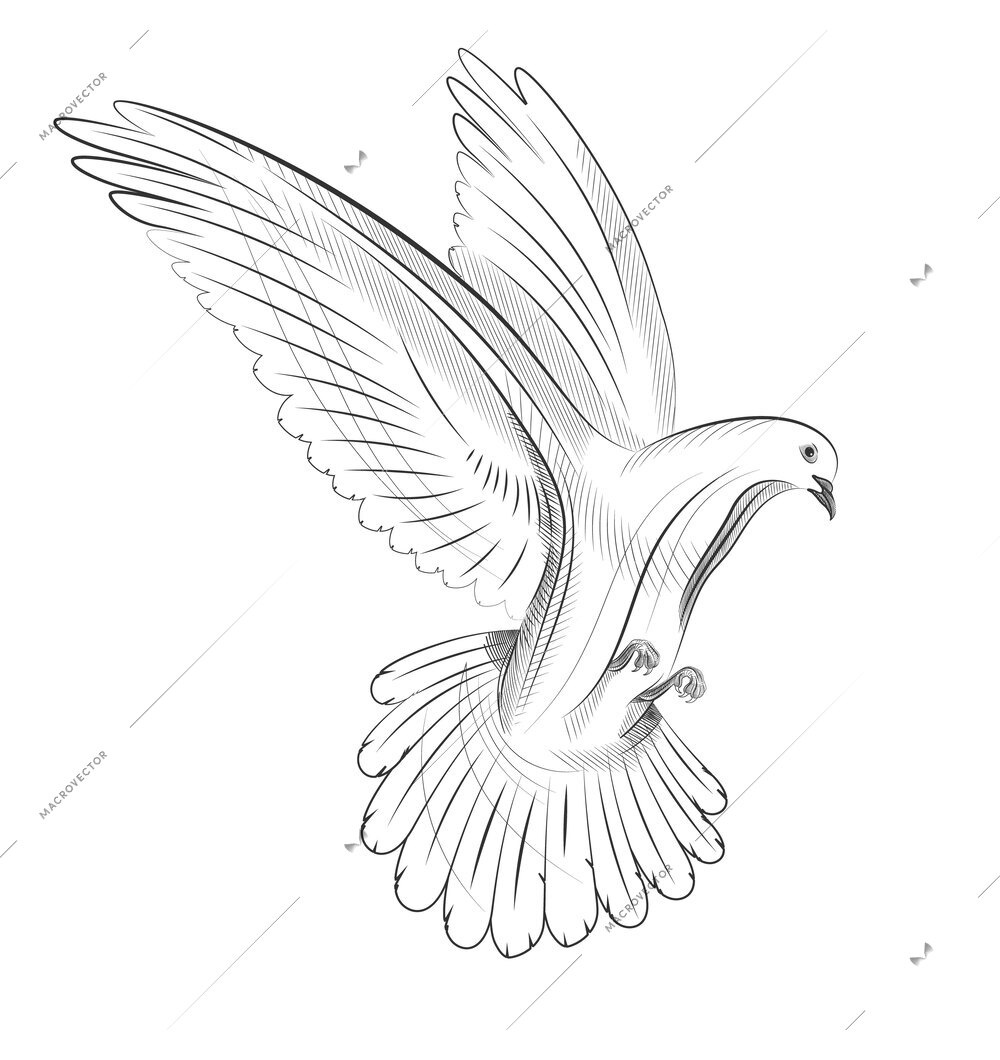 Hand drawn flying pigeon against white background vector illustration