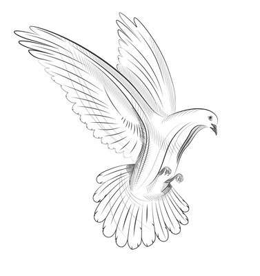 Hand drawn flying pigeon against white background vector illustration