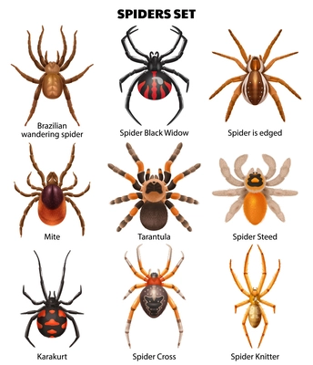 Realistic spiders set of isolated icons with isolated top view images of insects with text captions vector illustration