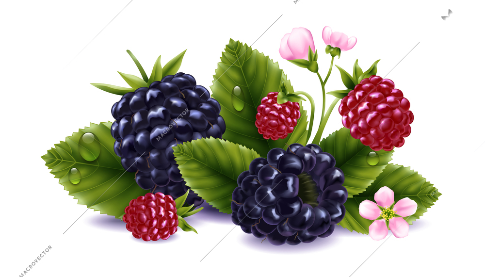 Blackberry realistic composition with ripe and underripe berries flowers and leaves vector illustration