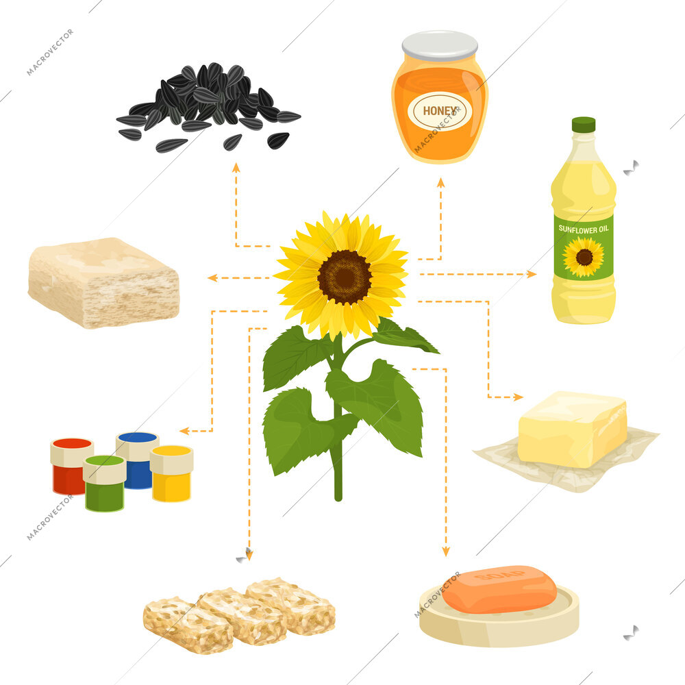 Technical flowers and plants composition with set of isolated products meal images with sunflower in flowchart vector illustration