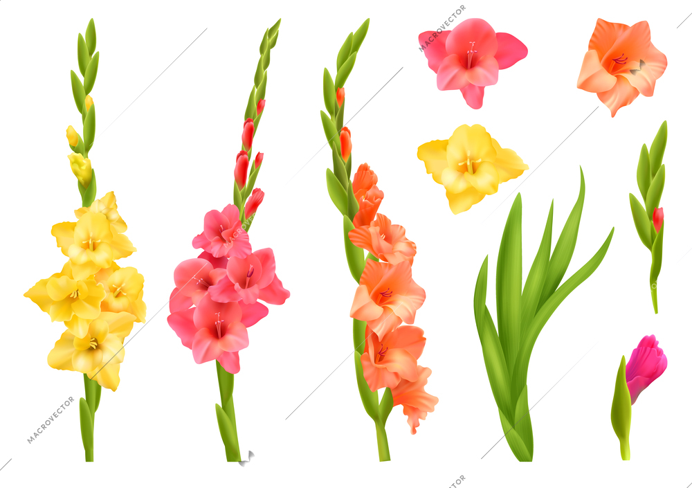 Realistic set of yellow pink and orange gladiolus flowers with leaves isolated vector illustration