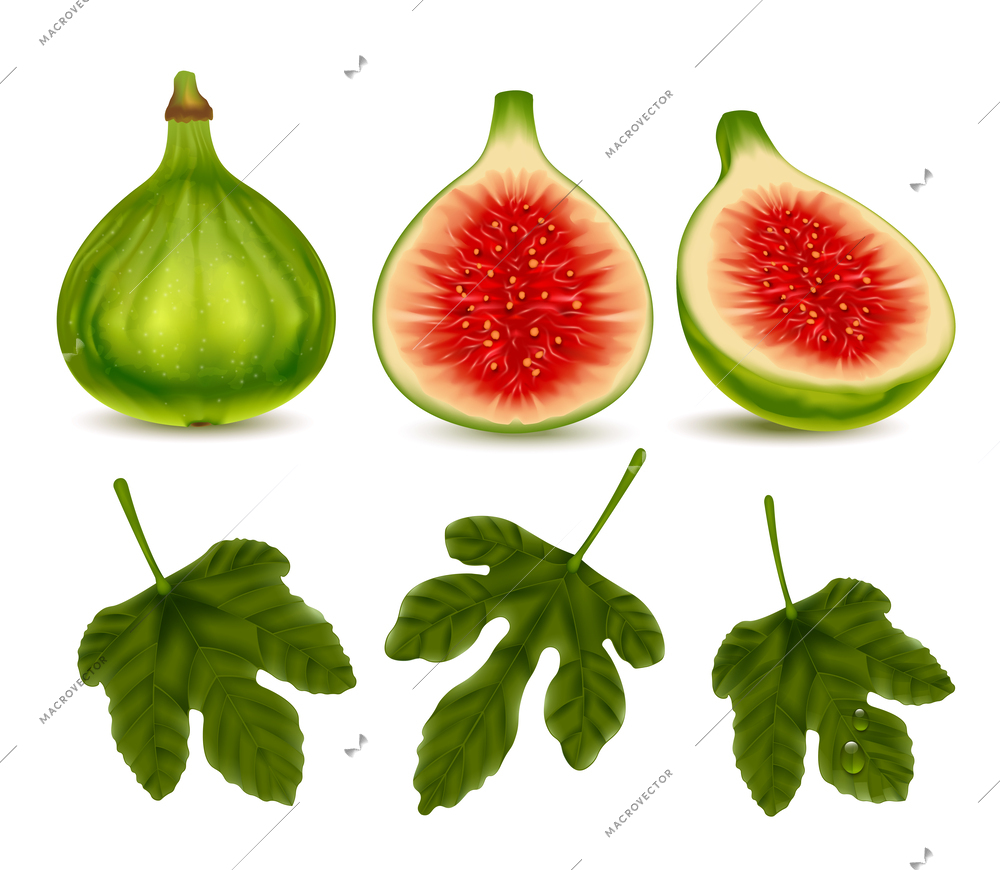 Green fig realistic set of fresh whole and half ripe fruits and leaves isolated on white background vector illustration
