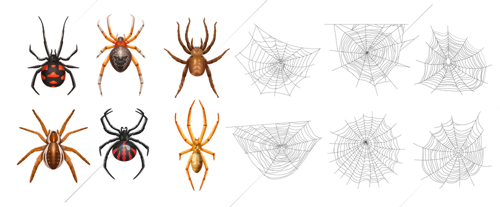 Realistic isolated spider web icon set with six spiders and different webs vector illustration