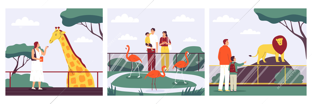 Zoo compositions set with people feeding giraffe looking at lion and flamingoes flat isolated vector illustration