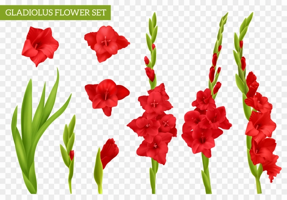 Realistic red gladiolus set with flowers and leaves isolated on transparent background vector illustration