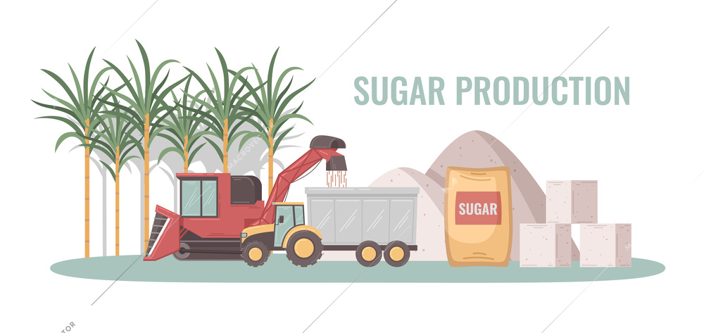 Sugar production concept with cane harvesting process and product packaging cartoon vector illustration