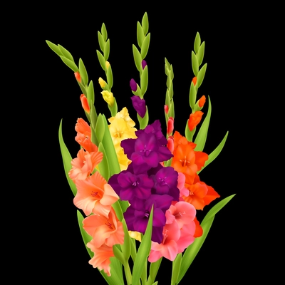 Realistic bunch of orange pink yellow and purple gladiolus flowers on black background vector illustration