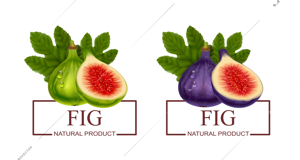 Fig natural product two labels with green and purple realistic fresh fruits isolated vector illustration