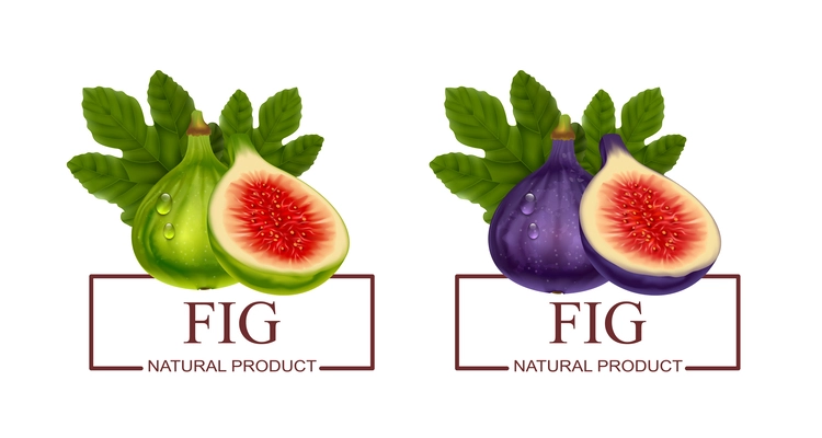 Fig natural product two labels with green and purple realistic fresh fruits isolated vector illustration