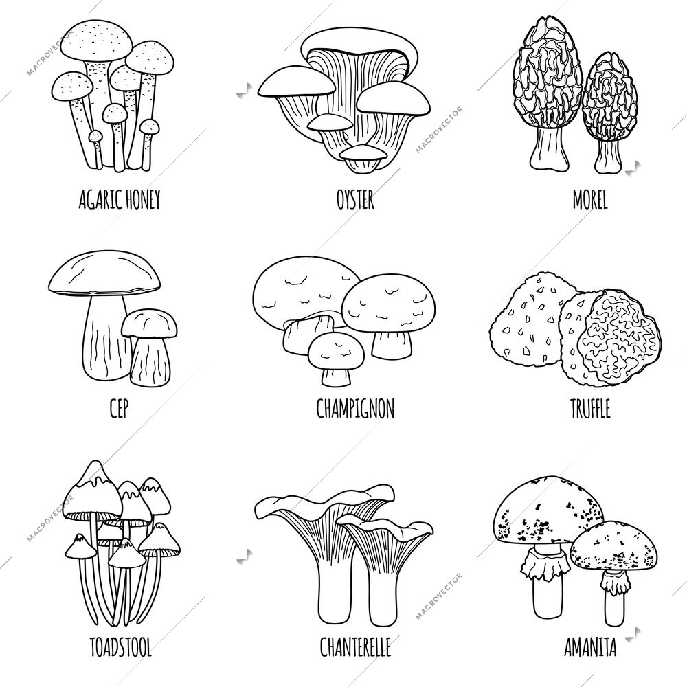 Mushrooms flat set of isolated icons with text captions and outline monochrome images of various shrooms vector illustration