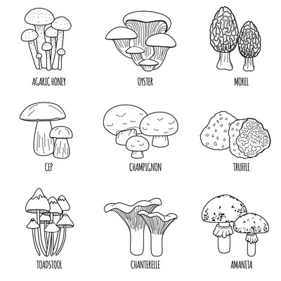 Mushrooms flat set of isolated icons with text captions and outline monochrome images of various shrooms vector illustration