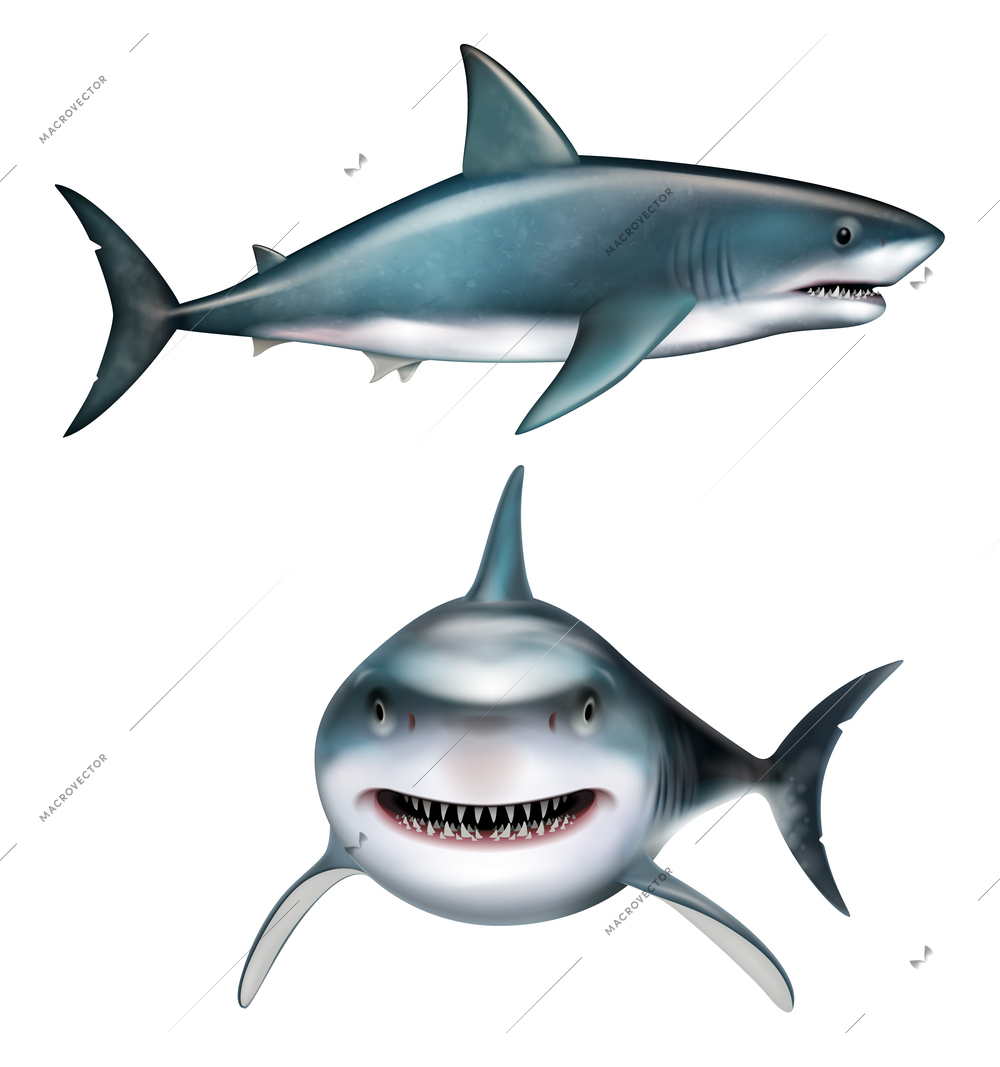 Shark realistic set with predator symbols isolated vector illustration