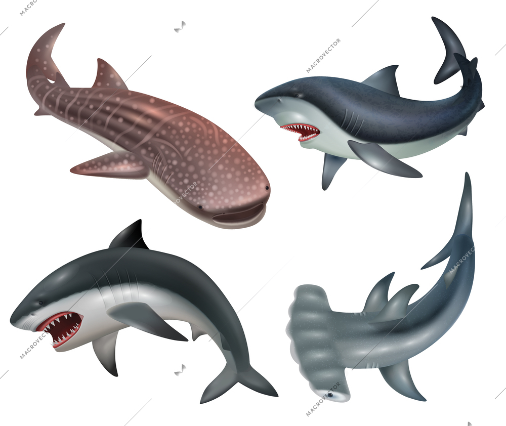 Realistic shark fishes icons set on white background isolated vector illustration