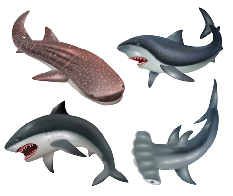 Realistic shark fishes icons set on white background isolated vector illustration