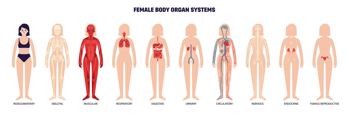 Female body organ system set with isolated women bodies silhouettes with colored limbs and editable text vector illustration