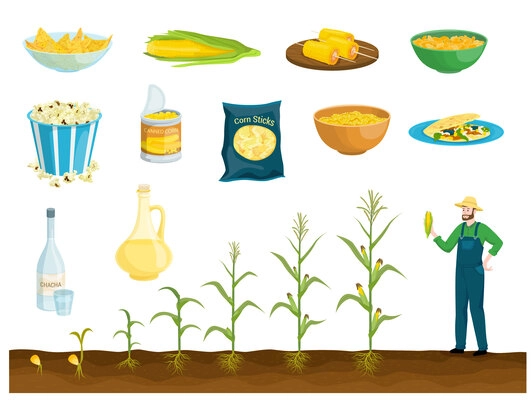Corn products flat set with isolated images of meals and products with growing stages of plant vector illustration