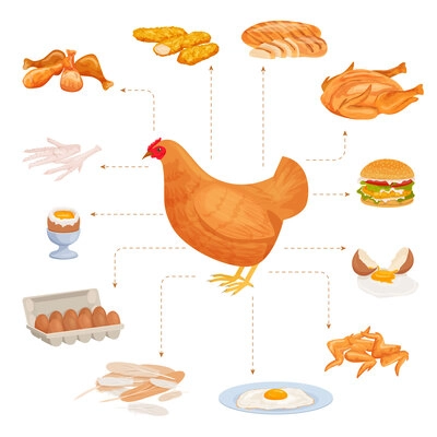 Chicken products flat composition with set of isolated poultry food pointing to image of farm hen vector illustration