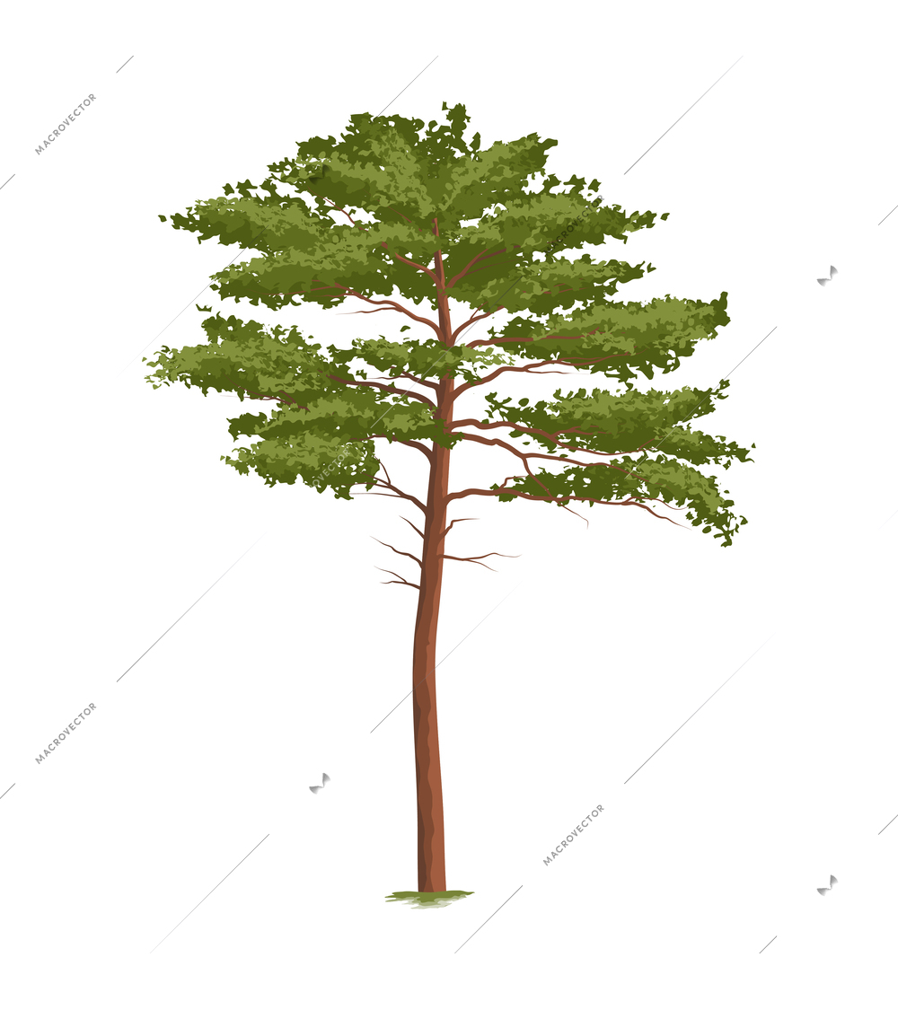 Realistic pine against white background vector illustration