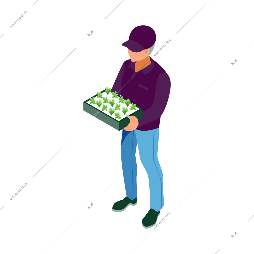 Isometric greenhouse composition with isolated human character performing cultivation works vector illustration