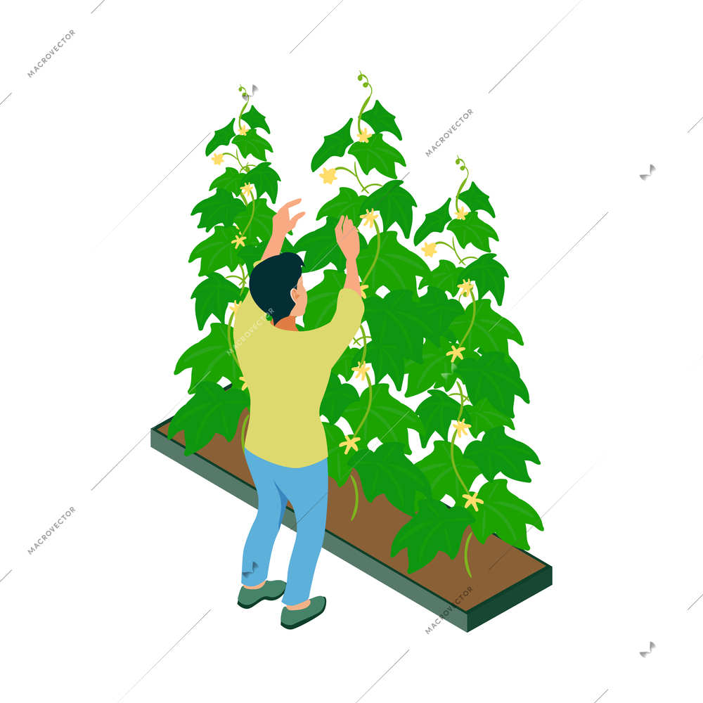 Isometric greenhouse composition with isolated human character performing cultivation works vector illustration