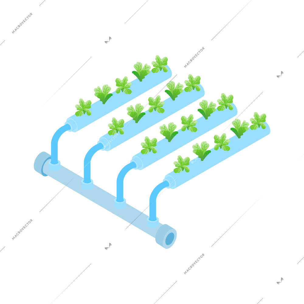 Isometric greenhouse composition with isolated plant cultivation icon on blank background vector illustration