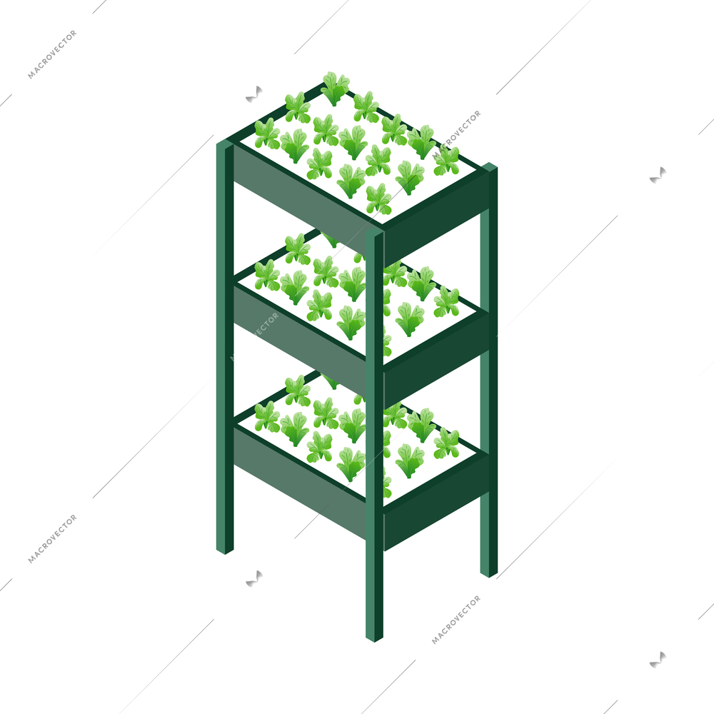 Isometric greenhouse composition with isolated plant cultivation icon on blank background vector illustration