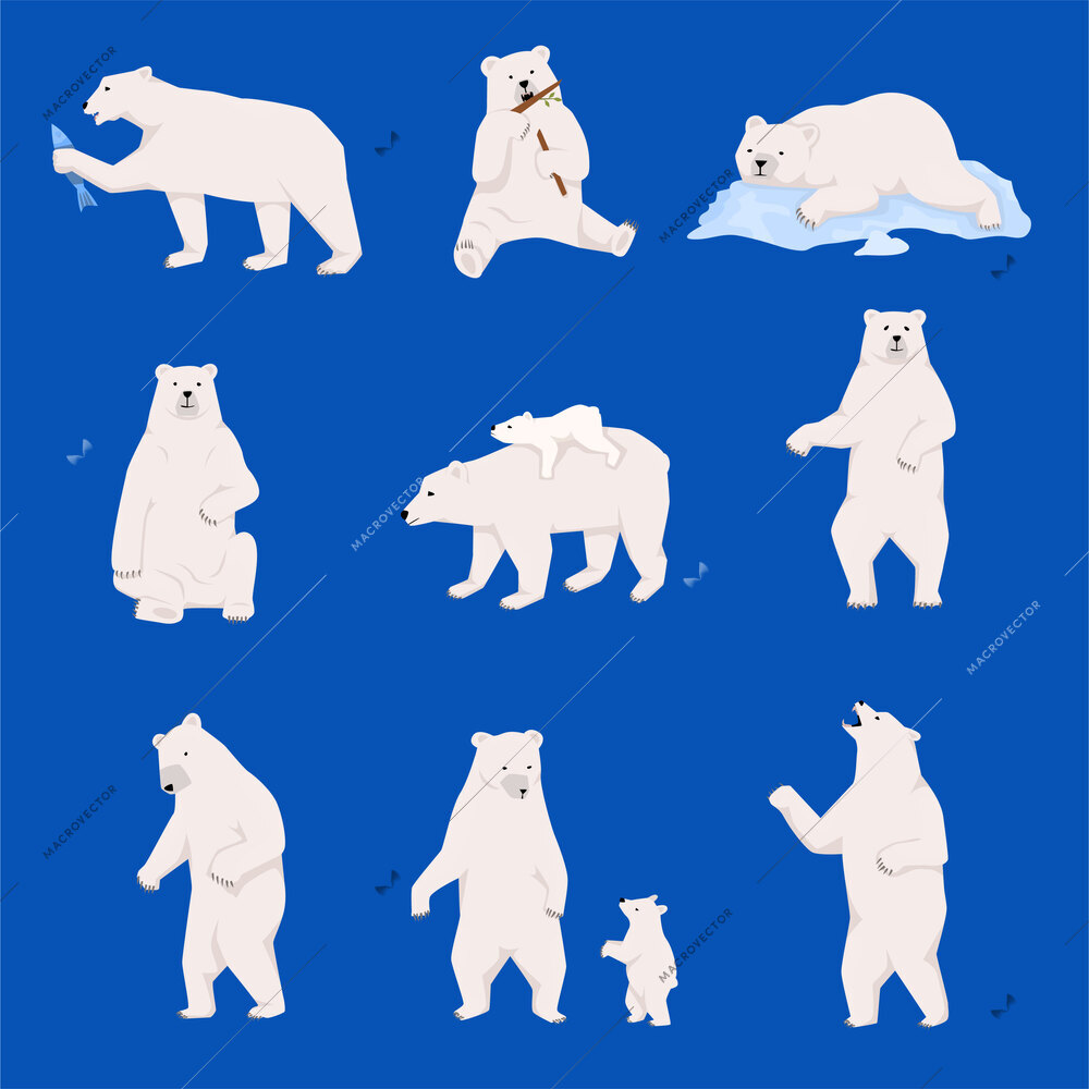 Grizzly bears flat set with isolated views of white bears with cub walking lying catching fish vector illustration